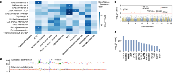 Picture news map of chromatin accessiblity in the developing brain